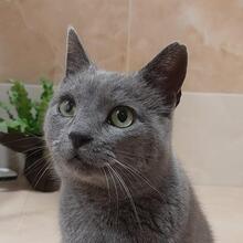 LEA, Katze, Russisch Blau in Bulgarien