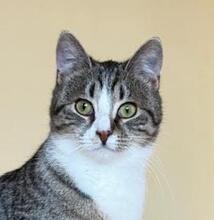 PRETTY, Katze, Europäisch Kurzhaar in Bulgarien