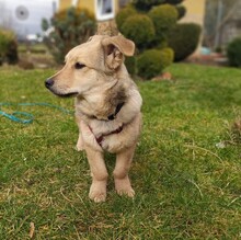 TIFFANY, Hund, Mischlingshund in Zornheim