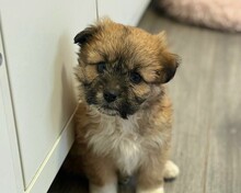 FABIOLA, Hund, Mischlingshund in Rumänien