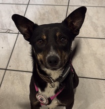 BAMBI, Hund, Mischlingshund in Panketal