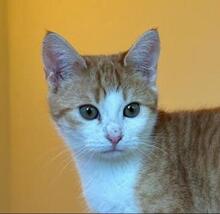 FLUFFY, Katze, Europäisch Kurzhaar in Bulgarien