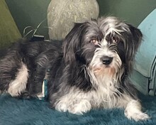 BRITTA, Hund, Mischlingshund in Bad Liebenzell
