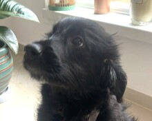 VRONI, Hund, Mischlingshund in Hannover