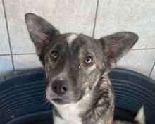 ELISA, Hund, Mischlingshund in Calden