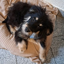 ODIN, Hund, Mischlingshund in Obertrubach