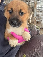 KAI, Hund, Mischlingshund in Pottenstein