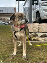 ANNA, Hund, Mischlingshund in Solnhofen
