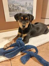 HANNELORE, Hund, Mischlingshund in Linkenheim-Hochstetten