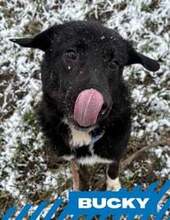 BUCKY, Hund, Mischlingshund in Bulgarien