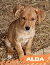 ALBA, Hund, Mischlingshund in Bulgarien