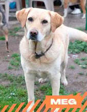 MEG, Hund, Labrador-Mischling in Hamburg