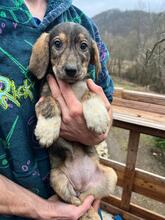 CAPTAINMARVEL, Hund, Mischlingshund in Bulgarien