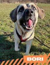 BORI, Hund, Mischlingshund in Bulgarien