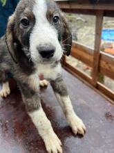 DOCTORSTRANGE, Hund, Mischlingshund in Bulgarien