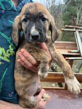 SPIDERMAN, Hund, Mischlingshund in Bulgarien