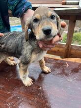 WANDA, Hund, Mischlingshund in Bulgarien