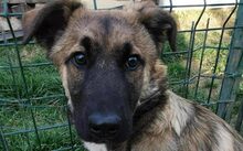 LUCY, Hund, Mischlingshund in Aachen