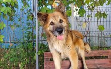 KODA, Hund, Mischlingshund in Hardthausen