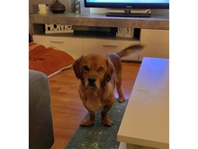 CASHKO, Hund, Mischlingshund in Kalletal