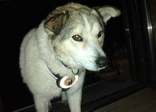 CORA, Hund, Mischlingshund in Lippstadt