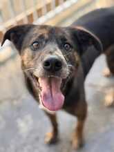 BONI, Hund, Mischlingshund in Spanien