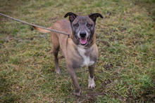GRISU, Hund, Mischlingshund in Kroatien