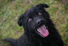 COBY, Hund, Kroatischer Schäferhund-Mix in Kroatien