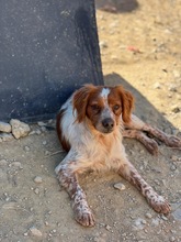 KIM, Hund, Bretonischer Vorstehhund in Spanien