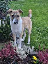 LOUI, Hund, Mischlingshund in Hagen