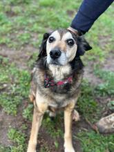 ROCKY, Hund, Deutscher Schäferhund-Mix in Italien