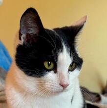 ZORO, Katze, Europäisch Kurzhaar in Bulgarien