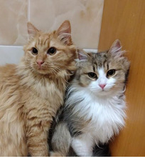 BOKO, Katze, Langhaar-Mix in Bulgarien