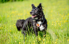 SAYANA, Hund, Mischlingshund in Waldbrunn