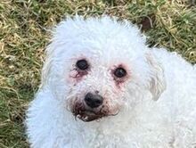 SNOW, Hund, Bichon à poil frisé-Mix in Hof