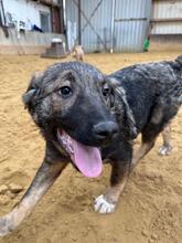 MICHEL, Hund, Mischlingshund in Kerpen