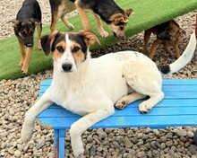 RASCO, Hund, Mischlingshund in Rumänien