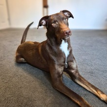 SKADI, Hund, Mischlingshund in Borstel