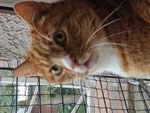 TONI, Katze, Europäisch Kurzhaar in Oranienburg