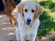 ROSA, Hund, Mischlingshund in Bellheim