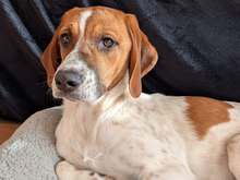 CHRISTHIE, Hund, Mischlingshund in München