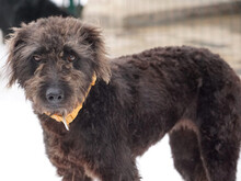 CLIO, Hund, Mischlingshund in Oberviechtach