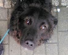 LOCCO, Hund, Mischlingshund in Dresden
