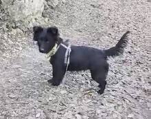 LOLLI, Hund, Mischlingshund in Visselhövede