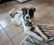 HANNI, Hund, Mischlingshund in Schnaitsee