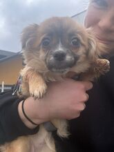 SURI, Hund, Mischlingshund in Solnhofen