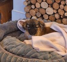 ELLI, Hund, Mischlingshund in Pollenfeld