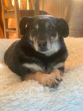 REMUS, Hund, Mischlingshund in Bad Reichenhall