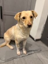 ELLA, Hund, Mischlingshund in Kipfenberg