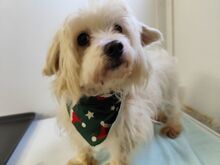 BANU, Hund, Malteser Mischling in Slowakische Republik